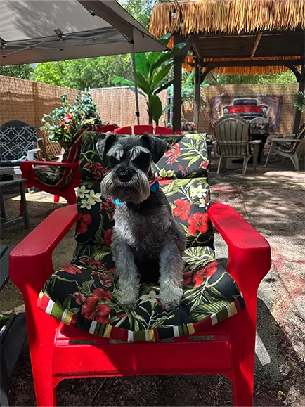 Dog Friendly Dog Friendly